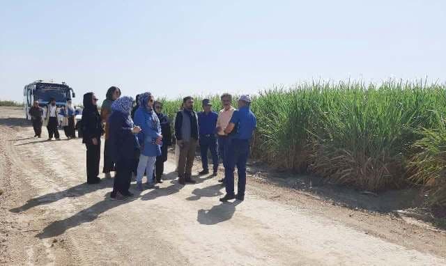 نیستانی سبز، شکرستانی قهوه ای! نیستانی سبز، شکرستانی قهوه ای!