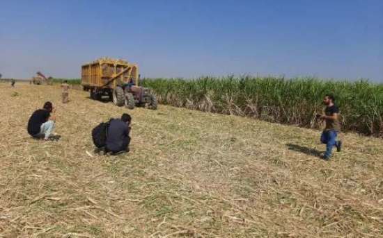 برداشتی از برداشت نیشکرهای امیرکبیر برداشتی از برداشت نیشکرهای امیرکبیر