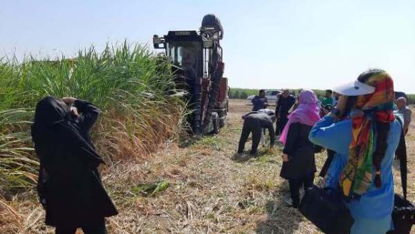 برداشتی از برداشت نیشکرهای امیرکبیر برداشتی از برداشت نیشکرهای امیرکبیر