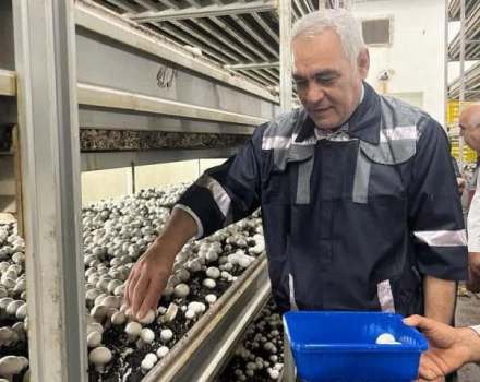 کندوکاوی در امنیت غذایی مردم! کندوکاوی در امنیت غذایی مردم!