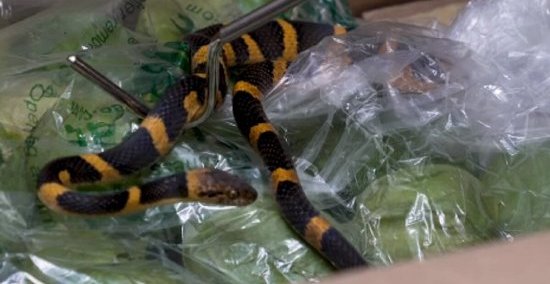 مار خوش رنگ در جعبههای میوه/ عکس مار خوش رنگ در جعبههای میوه/ عکس