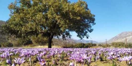 دومین جشنواره شکرانه برداشت زعفران برگزار می‌شود