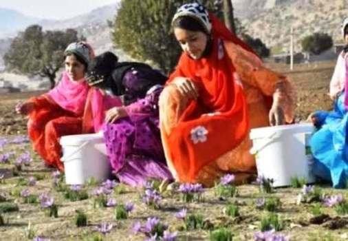 دومین جشنواره شکرانه برداشت زعفران برگزار می‌شود