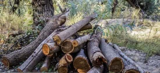 کشف ۱۰ تن چوب قاچاق در آغاجاری