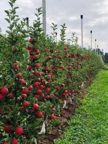 نکند هیچ‌کس اینجا نیست!؟/ از سیاست سکوت بیزارم!