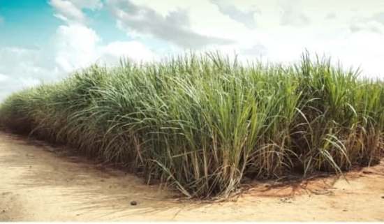 برداشت سبز نیشکر در خوزستان افزایش می یابد