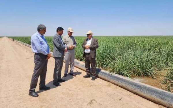 مصرف آب در مزارع نیشکر کاهش یافت