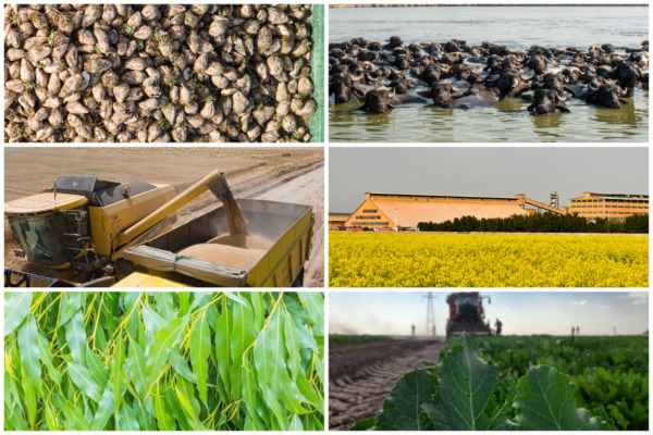 کشت فراورده های غیرنیشکری در نیشکر کشت فراورده های غیرنیشکری در نیشکر