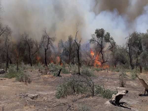 خاموشی آتش در دو منطقه حفاظتشده خوزستان خاموشی آتش در دو منطقه حفاظتشده خوزستان