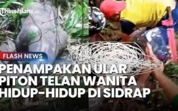 مار پیتون یک زن بدشانس را بلعید/فیلم