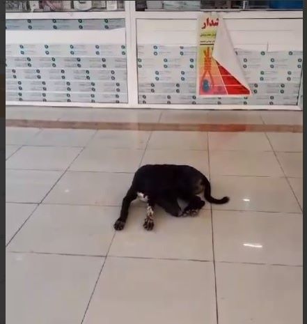 سگ‌ها  در دزفول هار شده اند!