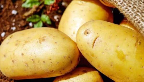 هشدار! مصرف این سیبزمینیها خطرناک است هشدار! مصرف این سیبزمینیها خطرناک است