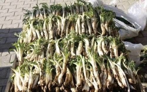  میراث طبیعی زاگرس را حراج کردند!