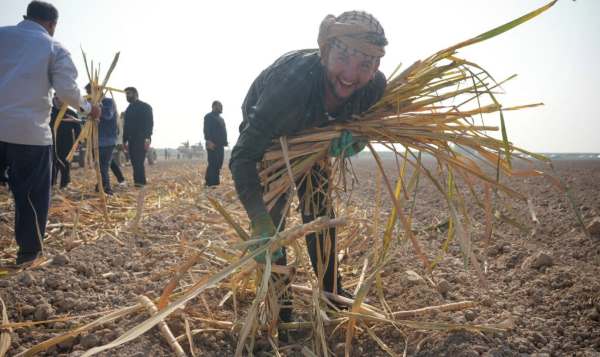 افزایش ۱۰ هزار هکتاری سطح سبز مزارع نیشکر هفت‌تپه