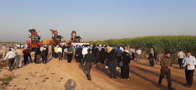 کشت و صنعت دهخدا سرسبزتر از اهواز!