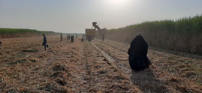 کشت و صنعت دهخدا سرسبزتر از اهواز!