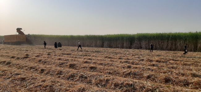 کشت و صنعت دهخدا سرسبزتر از اهواز!