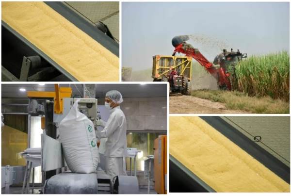 تولید شکر از مرز ۷۰۰ هزار تن عبور میکند تولید شکر از مرز ۷۰۰ هزار تن عبور میکند