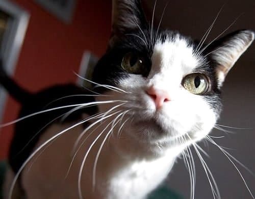  می‌توانید با گربه‌تان صحبت کنید!؟