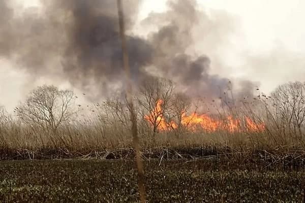 چیلِ ما پُرگشته از دود الجمیل!