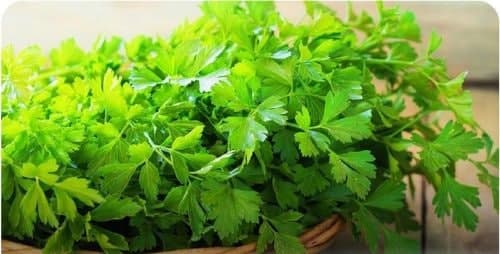 خواص جعفری برای درمان ۲۲ بیماری