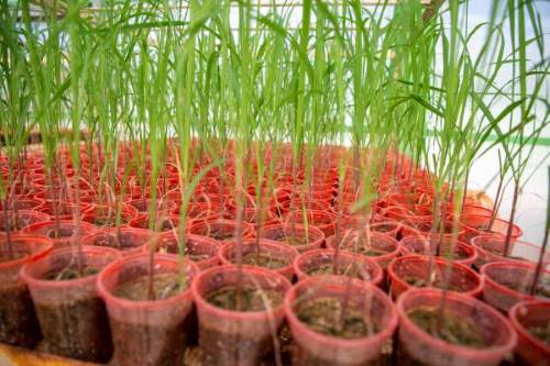 نیشکر خوزستان؛ پیشران نوآوری در کشاورزی کشور