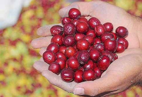 آشنایی با خواص شگفت انگیز عناب 