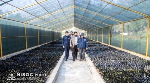 بازدید مدیرعامل مناطق نفتخیز جنوب از نهالستان های نفت و گاز مسجدسلیمان 