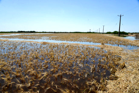 طرح گندمی ظریف!